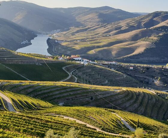 Das Bild zeigt eine malerische Landschaft mit terrassierten Weinbergen, die sich über sanfte Hügel erstrecken. Im Hintergrund schlängelt sich ein ruhiger Fluss durch das Tal, umgeben von bewaldeten Bergen.