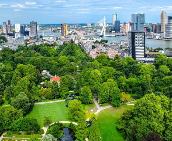 Das Bild zeigt einen großen, grünen Park vor der Skyline von Rotterdam. Im Hintergrund sind moderne Hochhäuser und die Erasmusbrücke zu sehen. Die Szene verbindet Natur mit urbaner Architektur. Ein Fluss teilt die Stadt im Hintergrund.