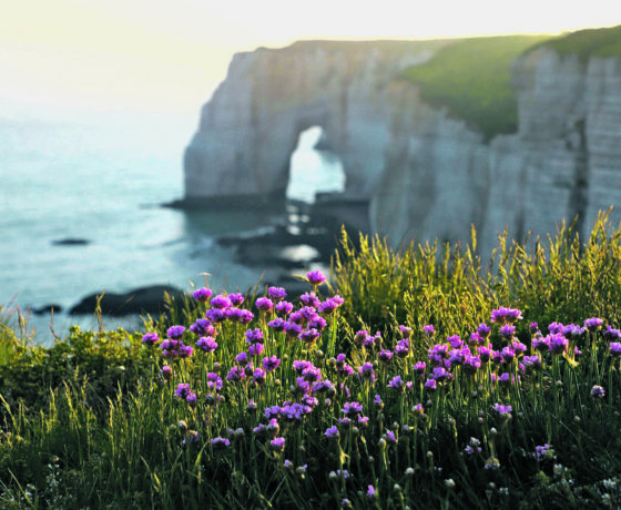 Blühende violette Blumen vor steilen Küstenklippen mit Felsbogen am Meer.