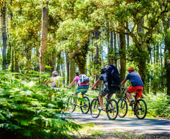 Das Bild zeigt einige Fahrradfahrer im grünen Spreewald.